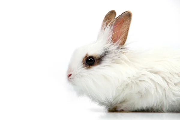 Vita fina kanin på den vita bakgrunden i studion — Stockfoto