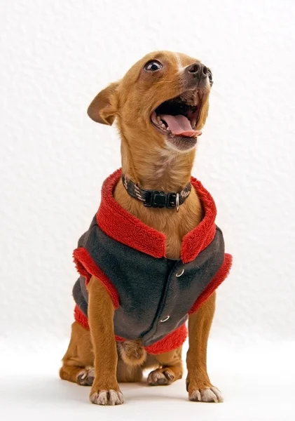Чихуахуа в собачьей одежде зевает — стоковое фото