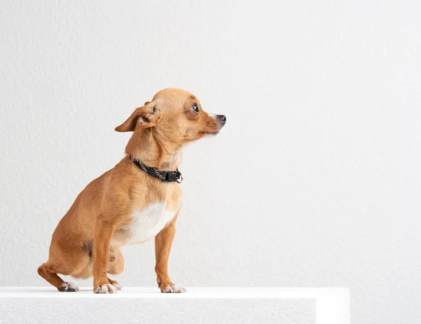Scared chihuahua on the white background in the studio — Stock Photo, Image