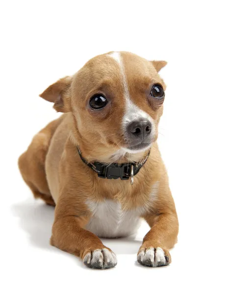 Chihuahua assustado com as orelhas para baixo no fundo branco no estúdio — Fotografia de Stock
