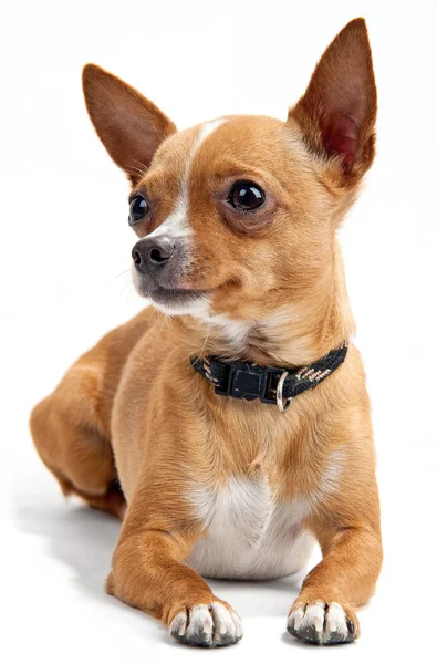 Chihuahua no fundo branco no estúdio — Fotografia de Stock