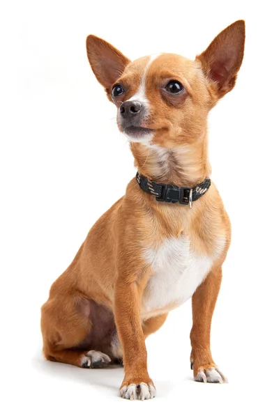 Chihuahua olhando para cima no fundo branco — Fotografia de Stock