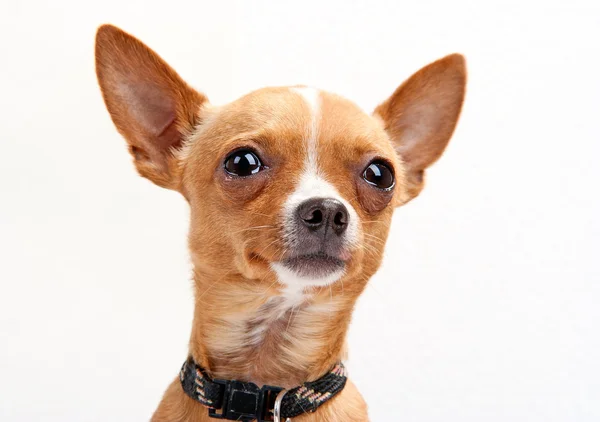 Beyaz zemin üzerine Chihuahua yakın çekim portre — Stok fotoğraf