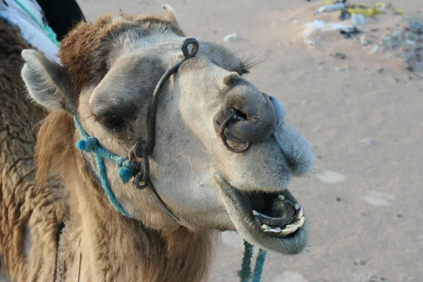 Close-up van kameel in woestijn — Stockfoto