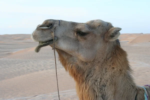 Close-up van kameel in woestijn — Stockfoto