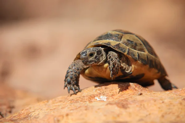 stock image Crawling tortoise on the blurred background