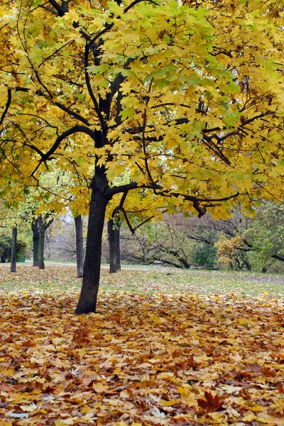 stock image Park in autumn