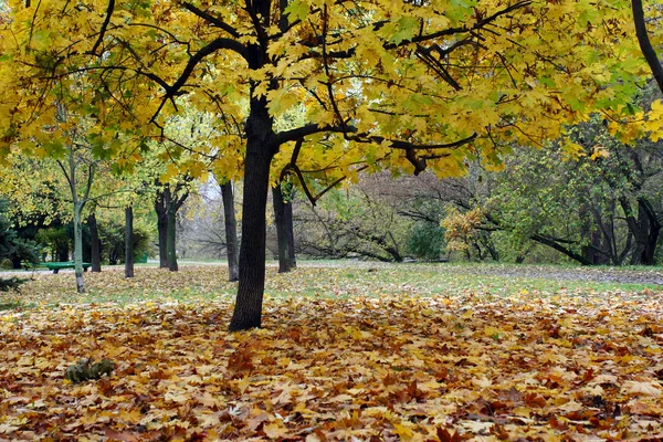 Parque callejón en otoño, mediados de octubre —  Fotos de Stock