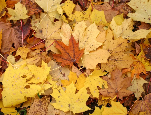 Hojas amarillas, doradas y marrones de otoño, podrían usarse como fondo —  Fotos de Stock