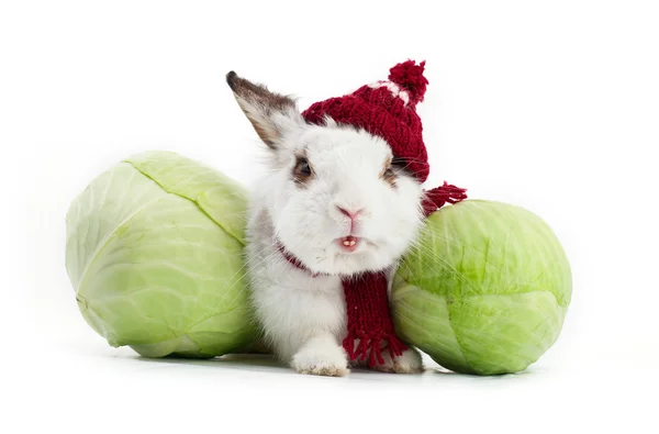 在针织的帽和卷心菜的围巾花式白兔 — 图库照片