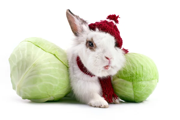 White fancy rabbit in knitted cap and scarf with cabbage — Stock Photo, Image