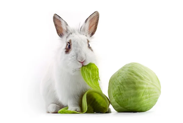White Fancy Rabbit Eating Cabbage White — Stock Photo, Image