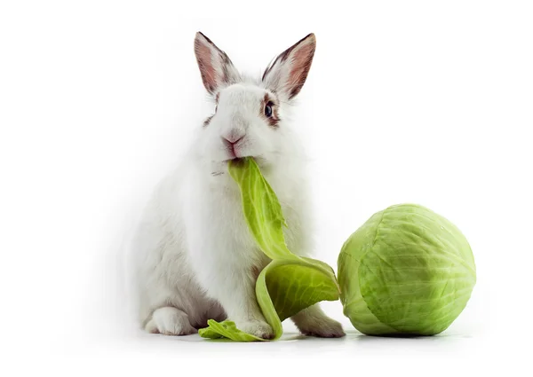 White Fancy Rabbit Eating Cabbage White — Stock Photo, Image