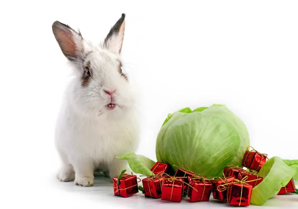 White fancy rabbit with cabbage and gift boxes on the white background. New year concept. — Stock Photo, Image