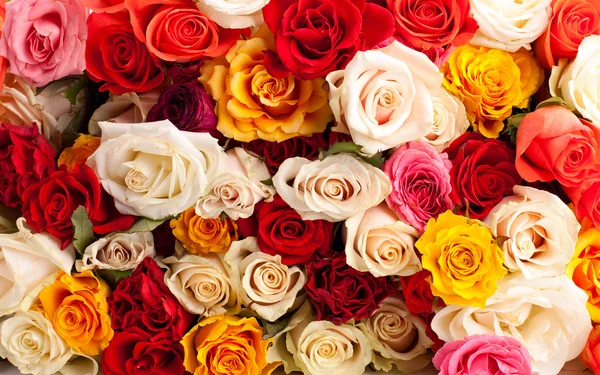 背景的炫彩玫瑰 — 图库照片