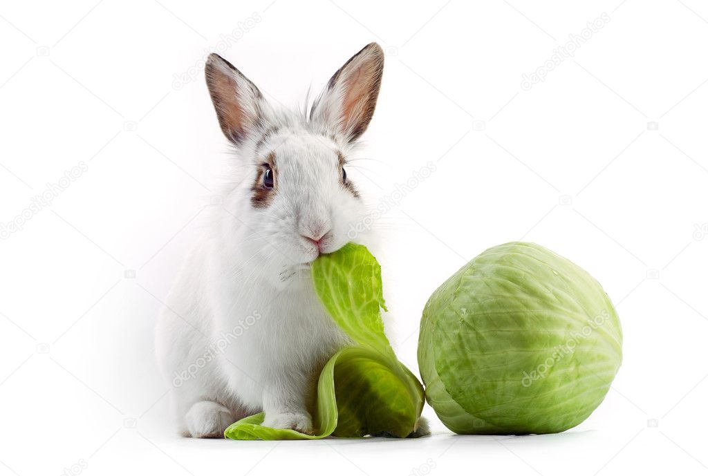 White fancy rabbit eating cabbage on white