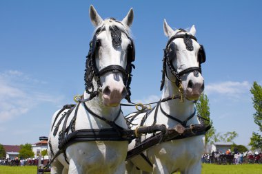 Horse heads clipart