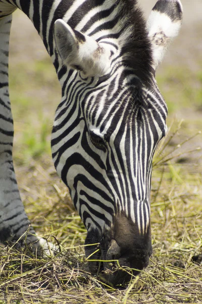Jedzenie zebra — Zdjęcie stockowe