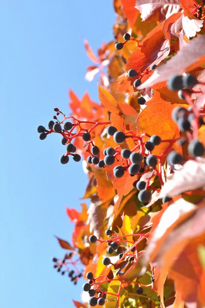 Die wilde Rebe im Herbst — Stockfoto