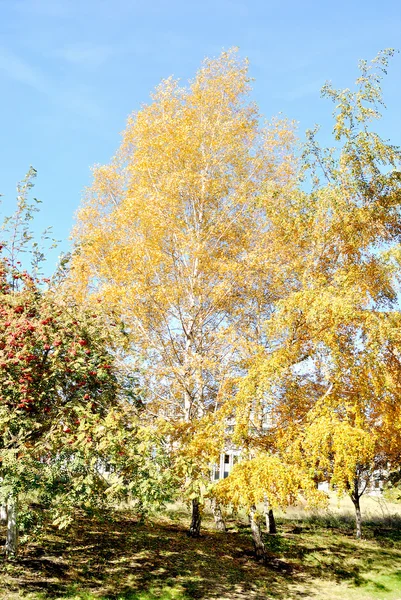 El tema del otoño, el abedul con follaje amarillo contra el cielo azul — Foto de Stock