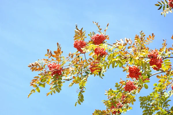 Осенняя тема, ветвь рябины с красными ягодами — стоковое фото