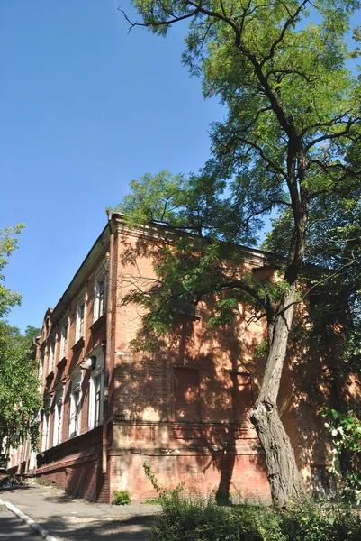 El árbol viejo al lado del edificio viejo — Foto de Stock