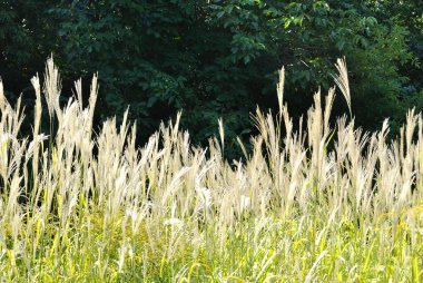 The plants of Miscanthus sinensis against dark background clipart