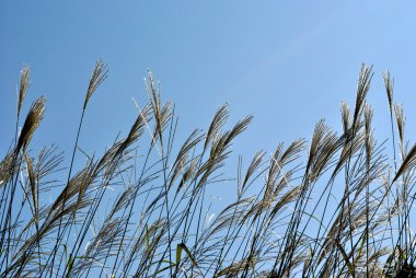 koyu mavi gökyüzü karşı gıda sinensis bitki