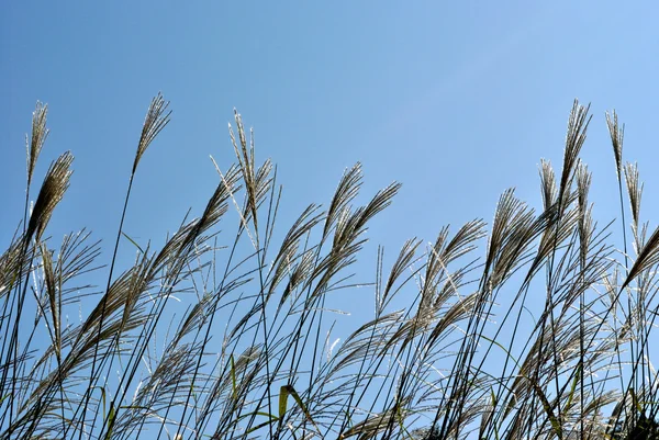 stock image The plants of Miscanthus sinensis against dark blue sky