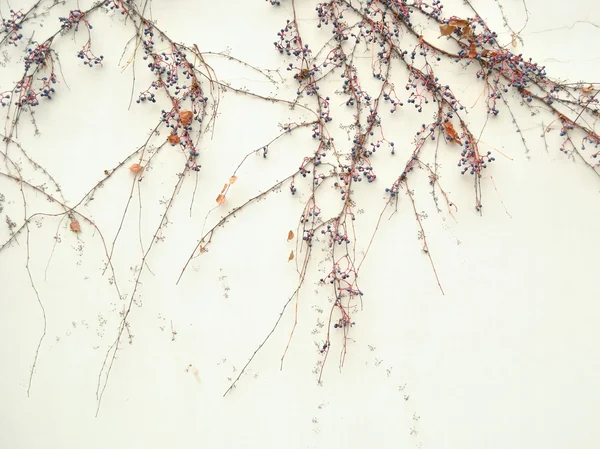 stock image The late autumn. The blank wall with wild vine.