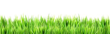 Wet green grass, isolated on white background