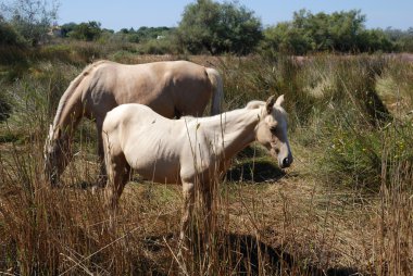 Camargue ATI