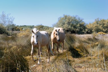 Camargue ATI