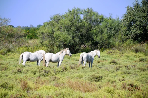 Camargue-Pferde — Stockfoto