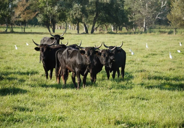 stock image France camargue bull