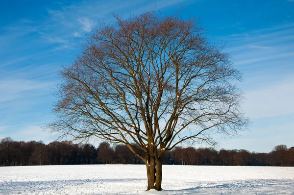 A landscape in winter — Stock Photo, Image