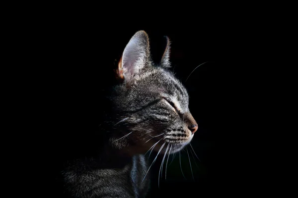 咕噜声 在黑色背景上高兴地闭上眼睛的猫 图库图片