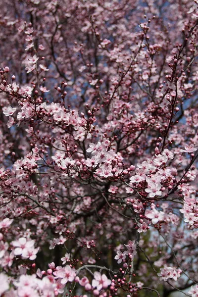 stock image Cherry blossom