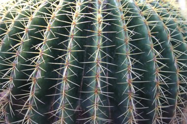 Cactus field in Marrakesh, Morocco, Africa clipart