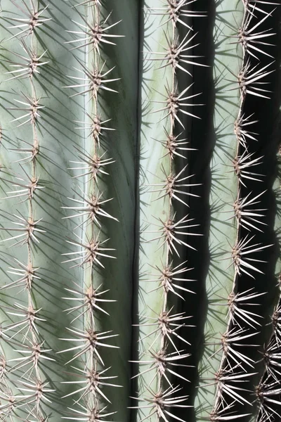 Campo di cactus a Marrakech, Marocco, Africa — Foto Stock
