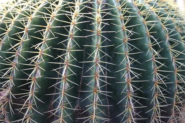 Campo di cactus a Marrakech, Marocco, Africa — Foto Stock