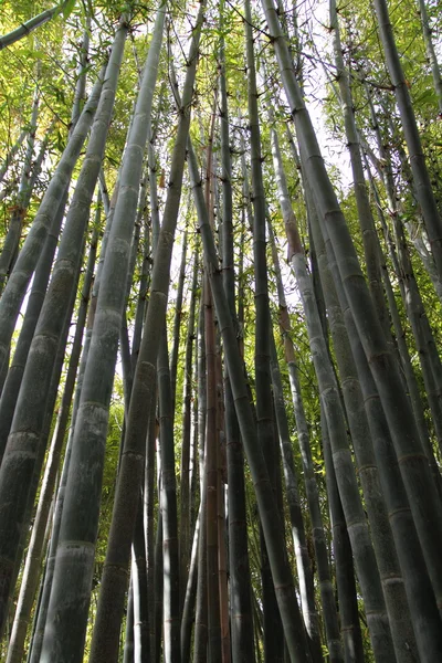 Bambú en Jardine Majorelle en Marrakech — Foto de Stock