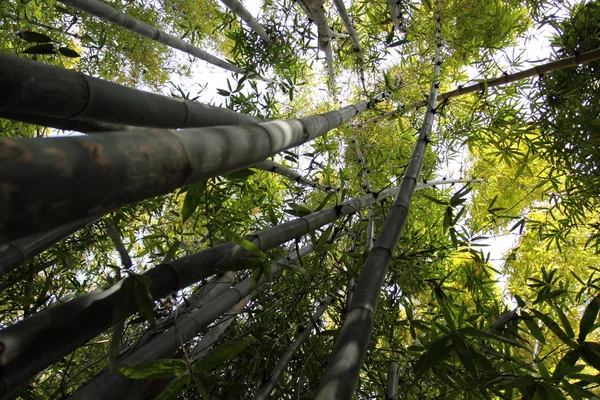 Bambus v jardine majorelle v Marrákeši — Stock fotografie