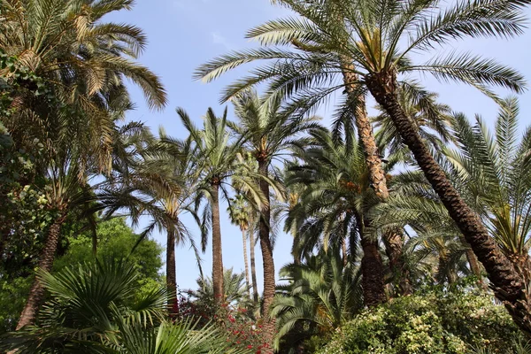 Jardine majorelle in marrakesch, marokko, afrika — Stockfoto