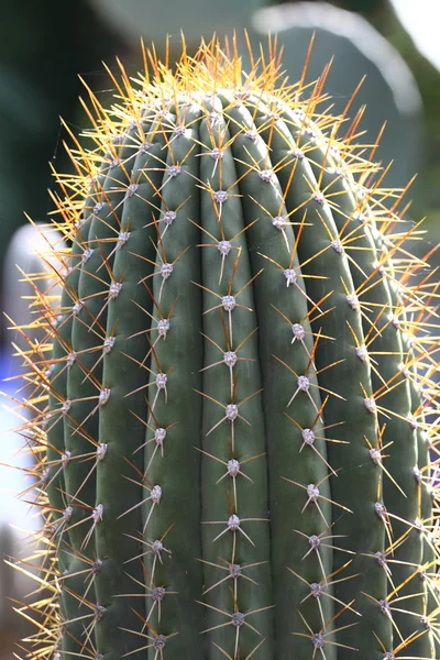 Cactus field in Marrakesh, Marrocos, África — Fotografia de Stock