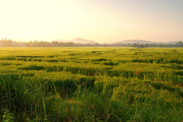 Stock image Rice field