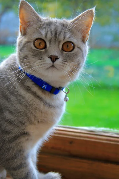 Nabídka šedá kočka Angličan v límci — Stock fotografie
