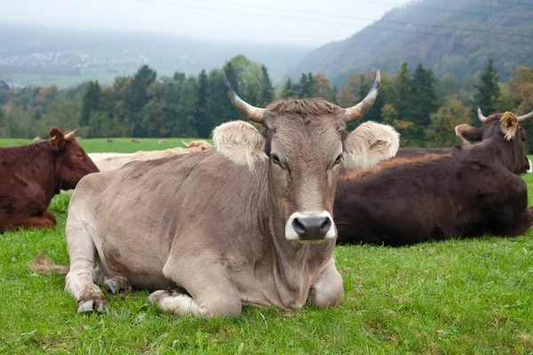 Vacas no campo suíço — Fotografia de Stock