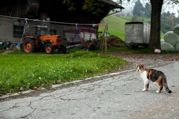 ile genç bir kedi swiss kırsal manzara