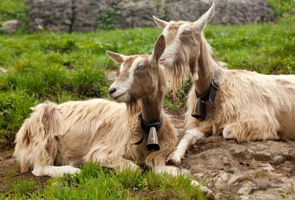 stock image Two beautiful goats in swiss countryside